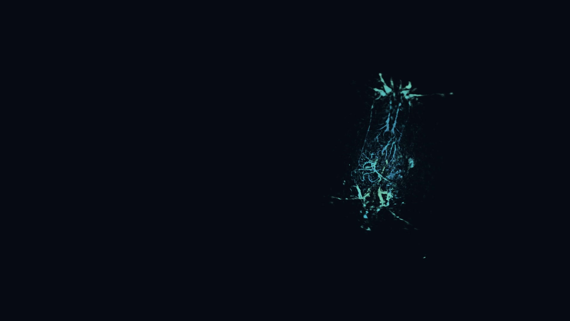 Project-supplied mouse imaging visualization